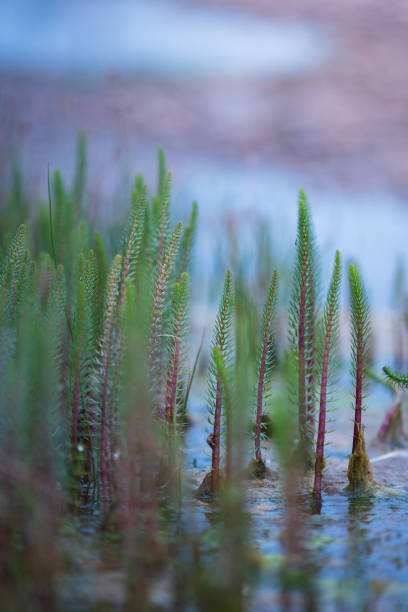 浅水 - qiǎn shuǐ
