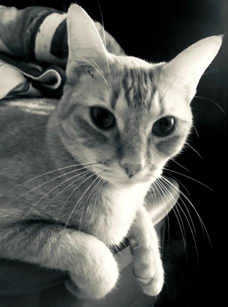 熟荒 - shú huāng