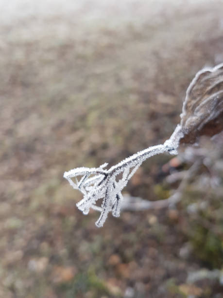 霜冻 - shuāng dòng