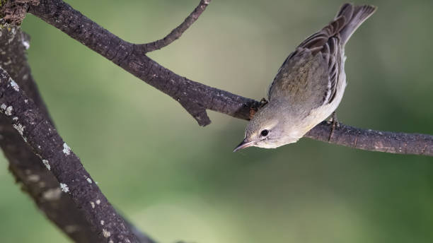 相亲 - xiāng qīn