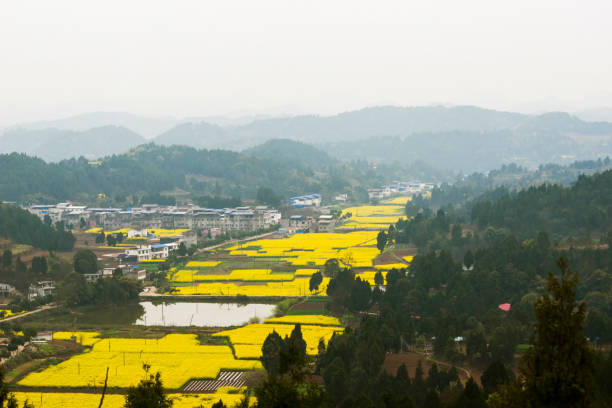 成才 - chéng cái