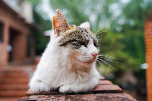 睡觉 - shuì jiào