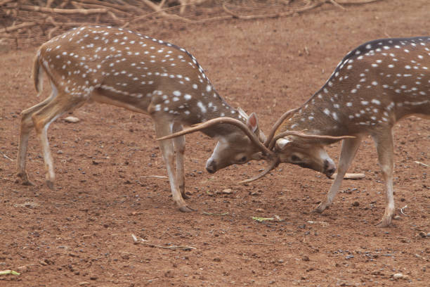 轴线 - zhóu xiàn