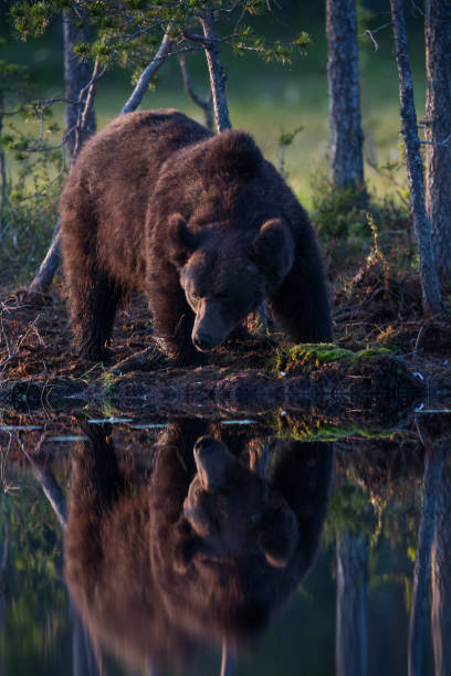 棕熊 - zōng xióng