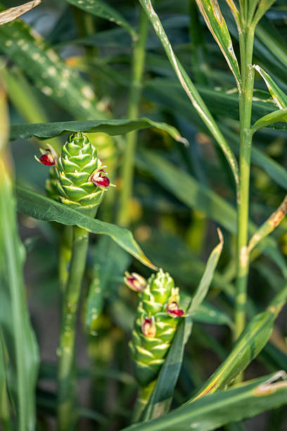 调料 - tiáo liào