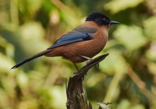 功臣 - gōng chén