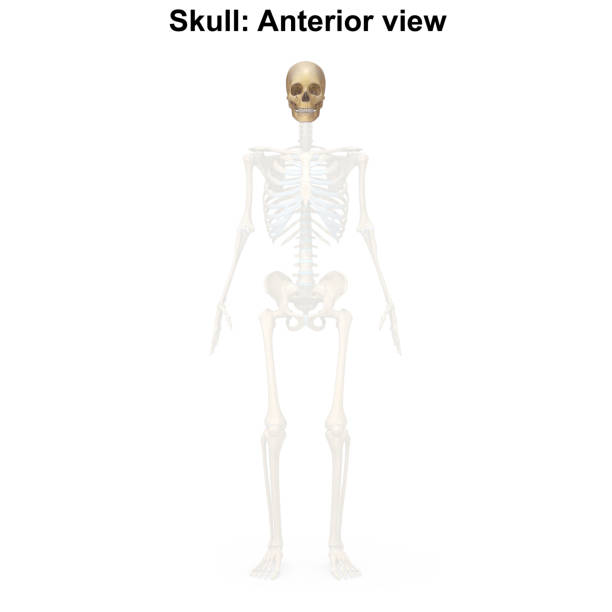 前方 - qián fāng