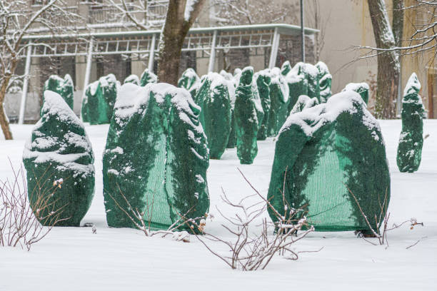 冬防 - dōng fáng