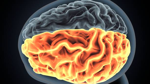 脑浆 - nǎo jiāng