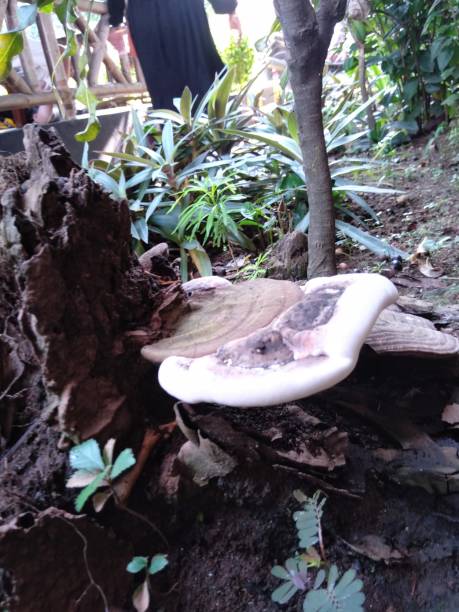 本乡 - běn xiāng