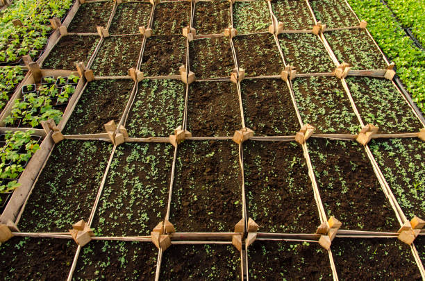 苗床 - miáo chuáng