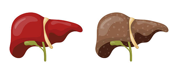 肝肠 - gān cháng