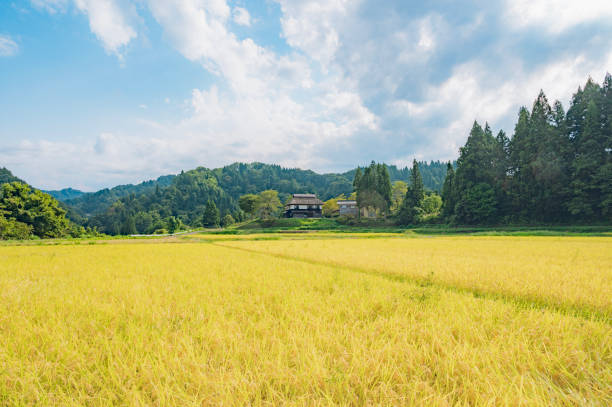 情景 - qíng jǐng