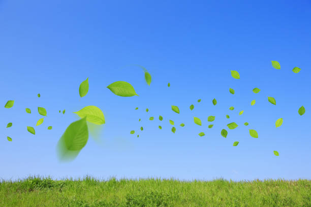 生风 - shēng fēng