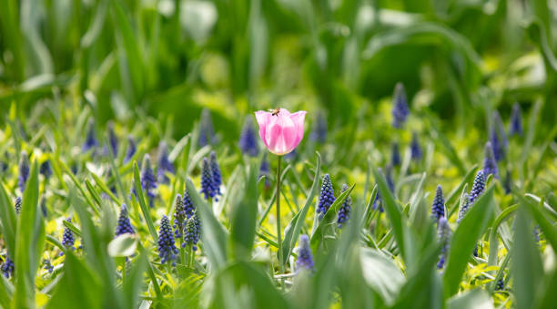 景深 - jǐng shēn