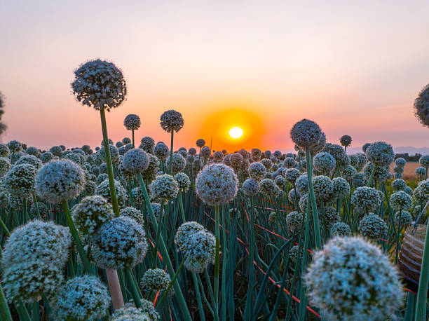 洋葱 - yáng cōng