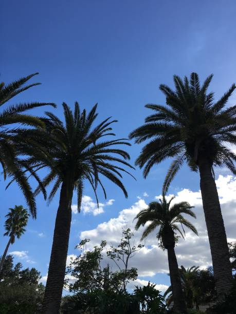 掌嘴 - zhǎng zuǐ