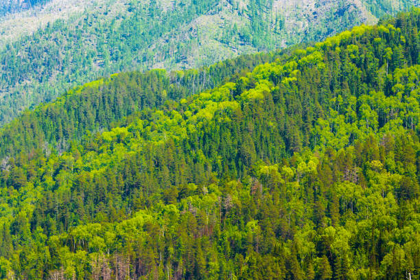 山丛 - shān cóng