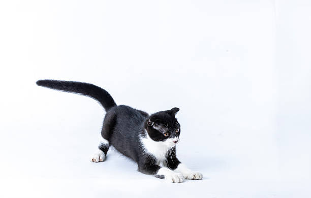 肖像 - xiào xiàng