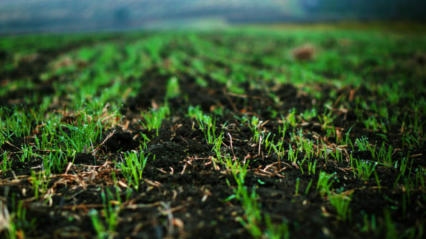 秧田 - yāng tián