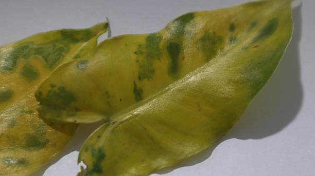 黄化 - huáng huà