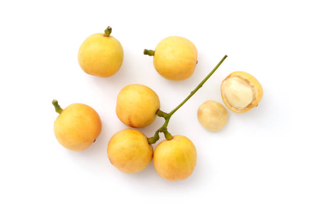 蒙哄 - méng hǒng