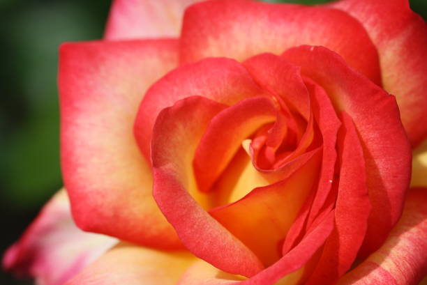 蔷薇 - qiáng wēi