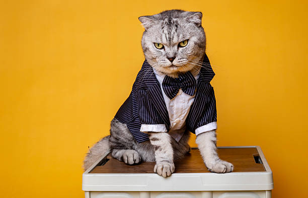 西装 - xī zhuāng