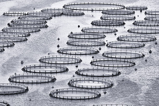 水产 - shuǐ chǎn