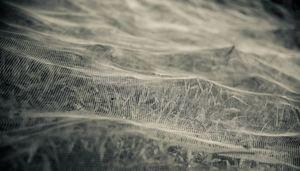 尘网 - chén wǎng