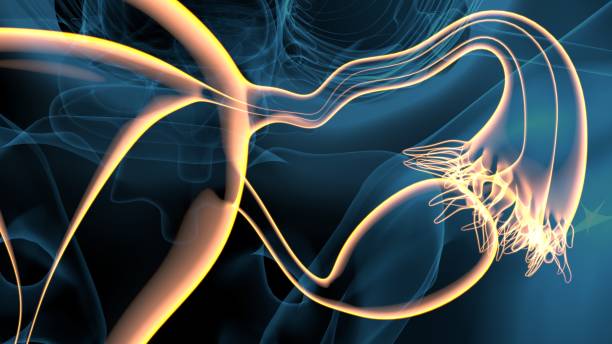 神经 - shén jīng