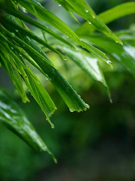 新雨 - xīn yǔ