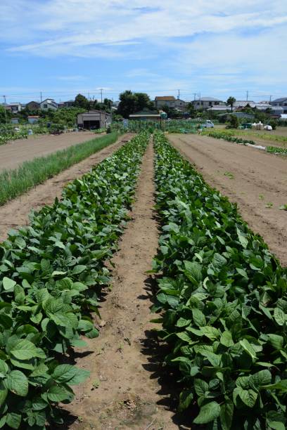 酱园 - jiàng yuán