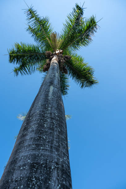 槟榔 - bīng láng