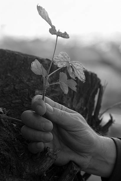 今生 - jīn shēng