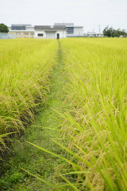 令堂 - lìng táng