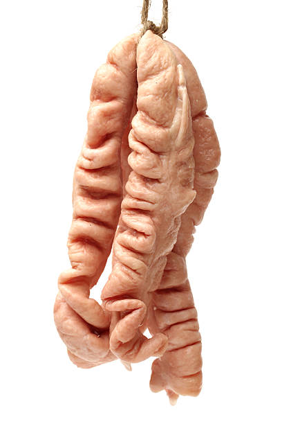 盲肠 - máng cháng