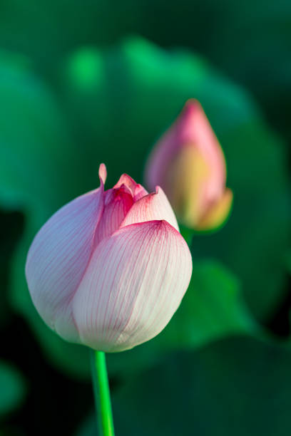 莲蓬 - lián péng