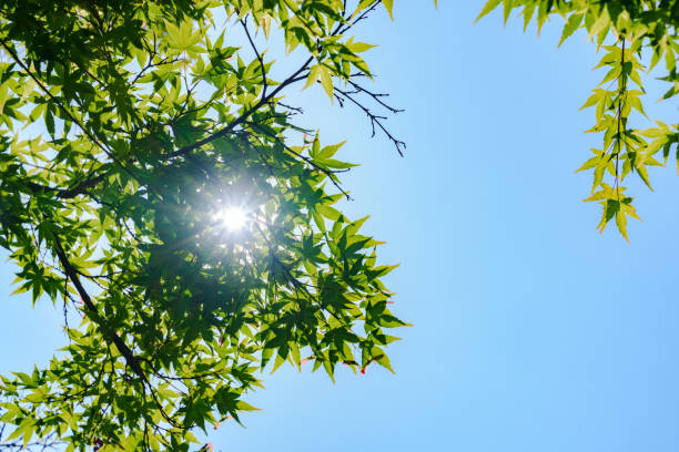 盛夏 - shèng xià