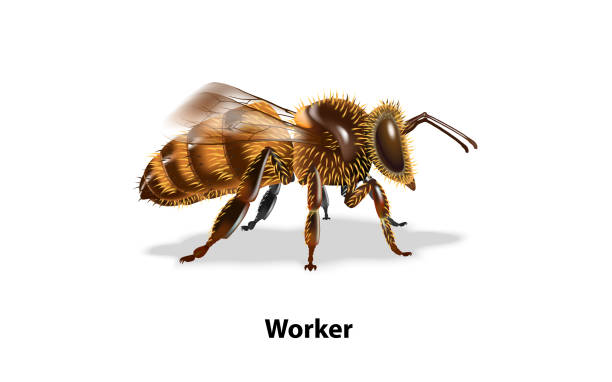 工蜂 - gōng fēng