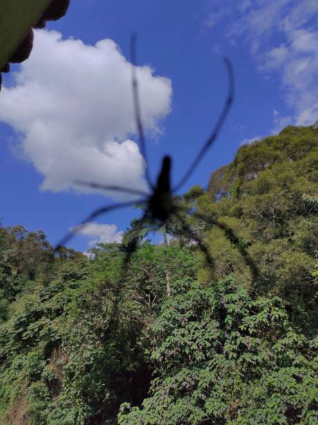 荒信 - huāng xìn