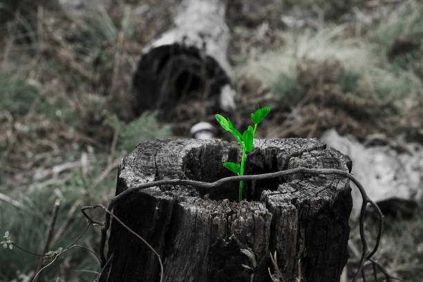 回生 - huí shēng