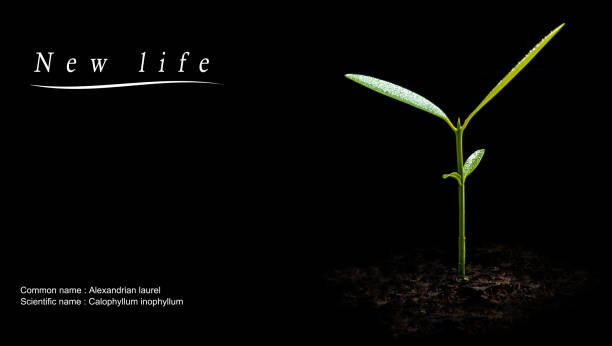 生势 - shēng shì