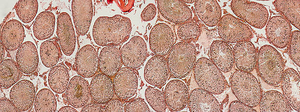 精巢 - jīng cháo