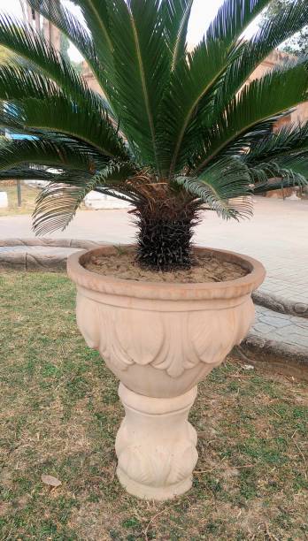 掌锅 - zhǎng guō