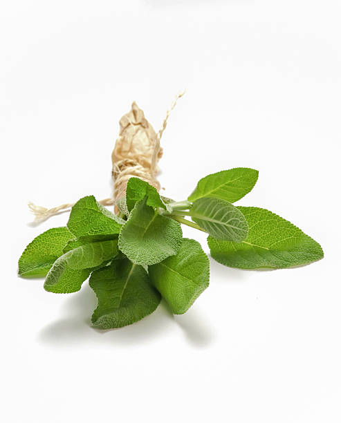 圣贤 - shèng xián