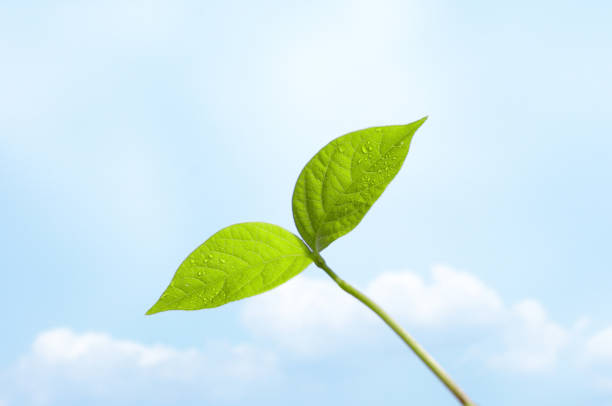 变成 - biàn chéng