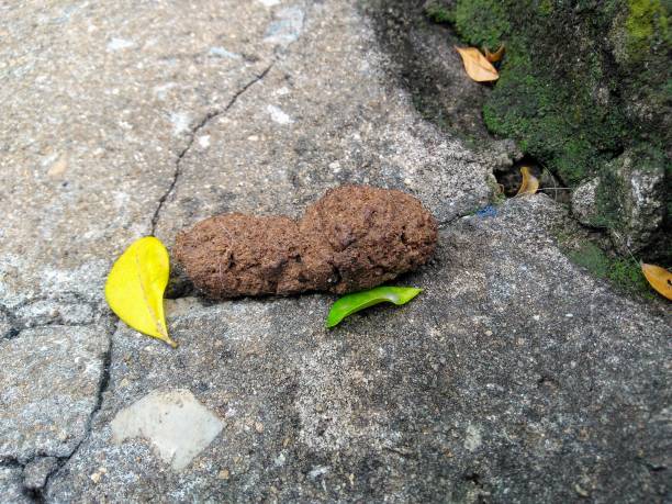 上粪 - shàng fèn