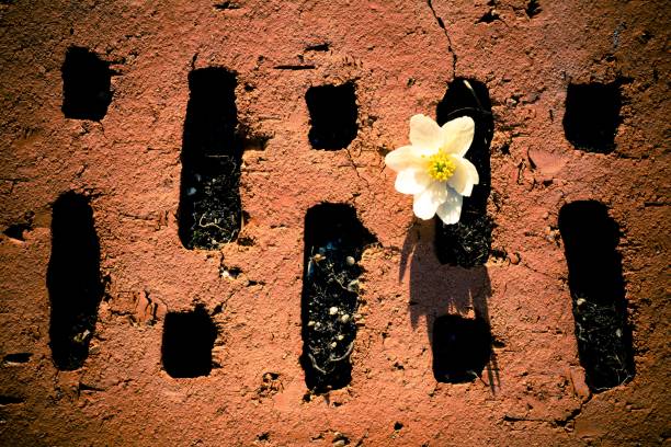 花砖 - huā zhuān