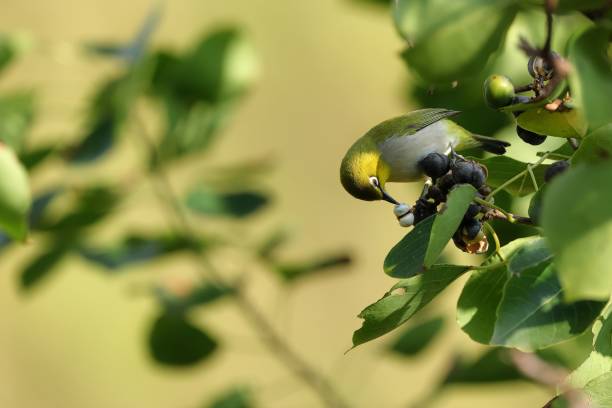 晨光 - chén guāng